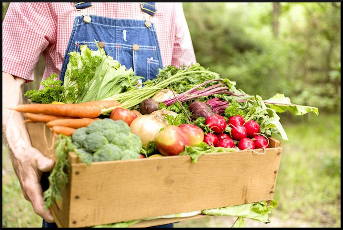 Sisteminha Embrapa de produção de alimentos