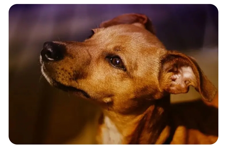 Anexar canis nos Centros de Acolhida